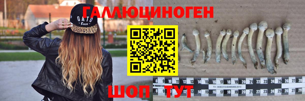 Галлюциногенные грибы Psilocybe Белово